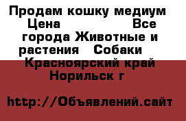 Продам кошку медиум › Цена ­ 6 000 000 - Все города Животные и растения » Собаки   . Красноярский край,Норильск г.